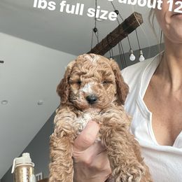 Aussiedoodle Puppies from Our Puppy World - the 3Js