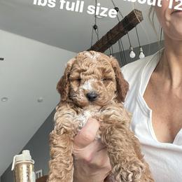 Aussiedoodle Puppies from Our Puppy World - the 3Js