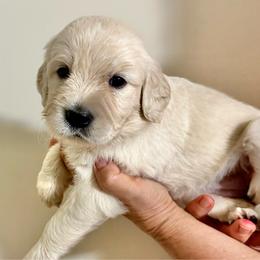 Ray - Light golden female Golden Retriever puppy in Seville, Ohio from Retriever Ranch