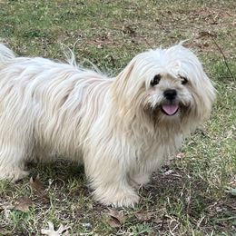 Bizzy - Shih Tzu