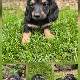 Dachshund Puppies from Mercedes Canetti-Lara