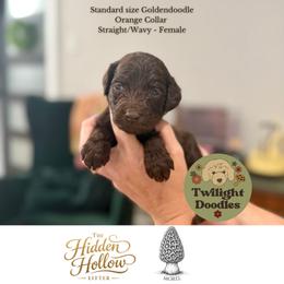 Morel - Orange Collar - Chocolate female Goldendoodle puppy in Garland, Texas from Twilight Doodles