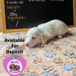 Magi Lune - Piebald female Dachshund puppy in Hoquiam, Washington from Heyd's Mini Dachshunds