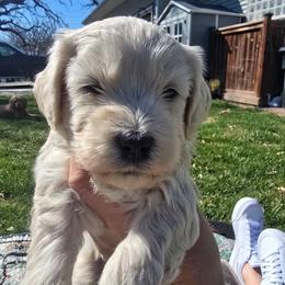 Armani - Cream male Goldendoodle puppy in Red Oak, Iowa from Fisher Pups-Stay Golden with a Doodle