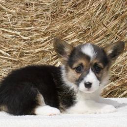 Quinn - Black and tan female Pembroke Welsh Corgi puppy in Gober, Texas from Trigger Time Kennels