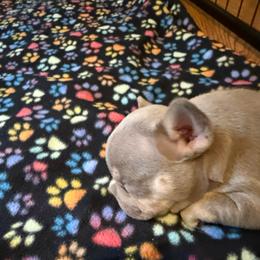 Rose - Fawn female French Bulldog puppy in Klamath Falls, Oregon from S-D Frenchies