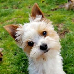 Spotacus - Yorkshire Terrier