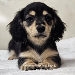 Wren - Black and cream female Dachshund puppy in Ben Wheeler, Texas from Anytime Dachshunds by D.B.