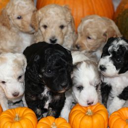 Aussiedoodle puppies from Peachydoodlepups