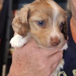 Cream choc dapple piebald - Cream male Dachshund puppy in Port Charlotte, Florida from Vicki's Dachshund Crossing