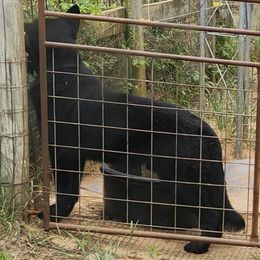 Plush - German Shepherd