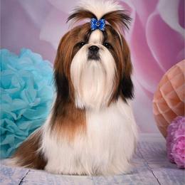 Poodle and Shih Tzu All Grown Up from Ganna Sultan
