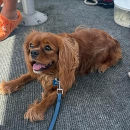 Sandy - Cavalier King Charles Spaniel