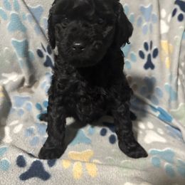 Purple-Mini - Black female Goldendoodle puppy in Millville, New Jersey from Michelle's Doodles