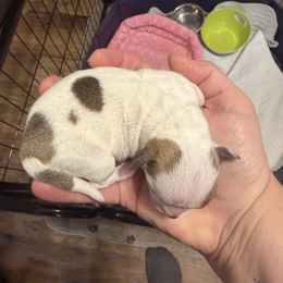 Cici - Sable spotted white female Chihuahua puppy in Madison, Virginia from KimberGlen Chihuahuas