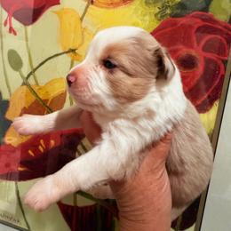 Ambrose - Yellow male Miniature Australian Shepherd puppy in Taylor, Arizona from Holy Ghost Ranch, Inc
