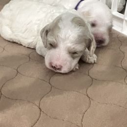 Cockapoo Puppies from Brevard County Cockapoos