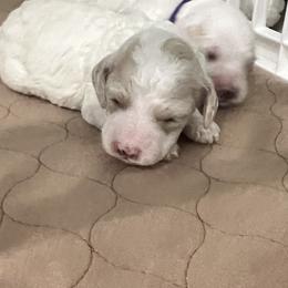 Cockapoo Puppies from Brevard County Cockapoos