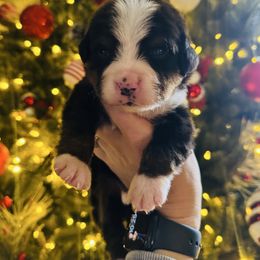 Male 5 - Black rust and white male Bernese Mountain Dog puppy in Harrisburg, North Carolina from Bunn Ranch Goldens & Bernese