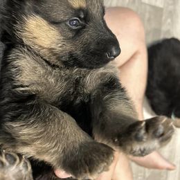 German Shepherds from Majestic GSD Kennels