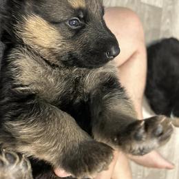 German Shepherds from Majestic GSD Kennels