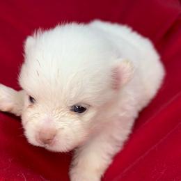 Betty Lou - White female Pomeranian puppy in Douglas, Massachusetts from Country Oak Poms LLC