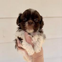 Lucas - Liver and white male Shih Tzu puppy in Stroud, Oklahoma from Laik’s Little Shihtz & Poms
