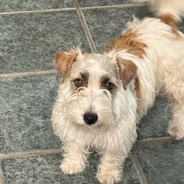 Mango - Russell Terrier