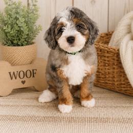 Sundance - Merle male Bernedoodle puppy in Flagstaff, Arizona from Gunstock Doodles