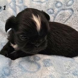 Boy 1 - Black male Shih Tzu puppy in Oakville, Washington from Garrard Creek Shih Tzus