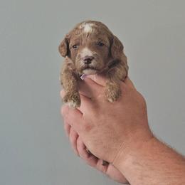 Pearl- Lavender collar - Apricot female Cavapoo puppy in South Jordan, Utah from Lucky Doodle Pups