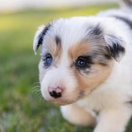 Border Collie Puppies from North Fork Border Collies