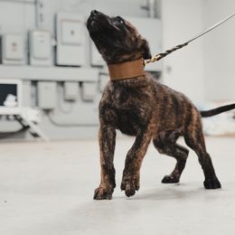 Dutch Shepherd Puppies from Westberg Working Dogs