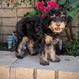 Talon - Phantom female Poodle puppy in Laveen, Arizona from Neely Family Poodles