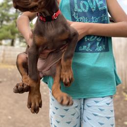 Doberman Pinscher Puppies from Von Schaaf Haus DuPree