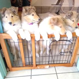 Collie Puppies from Kingsgift Collies
