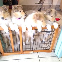 Collie Puppies from Kingsgift Collies