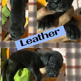 Leather - Black male Great Dane puppy in Wellsville, New York from Prophecy Danes