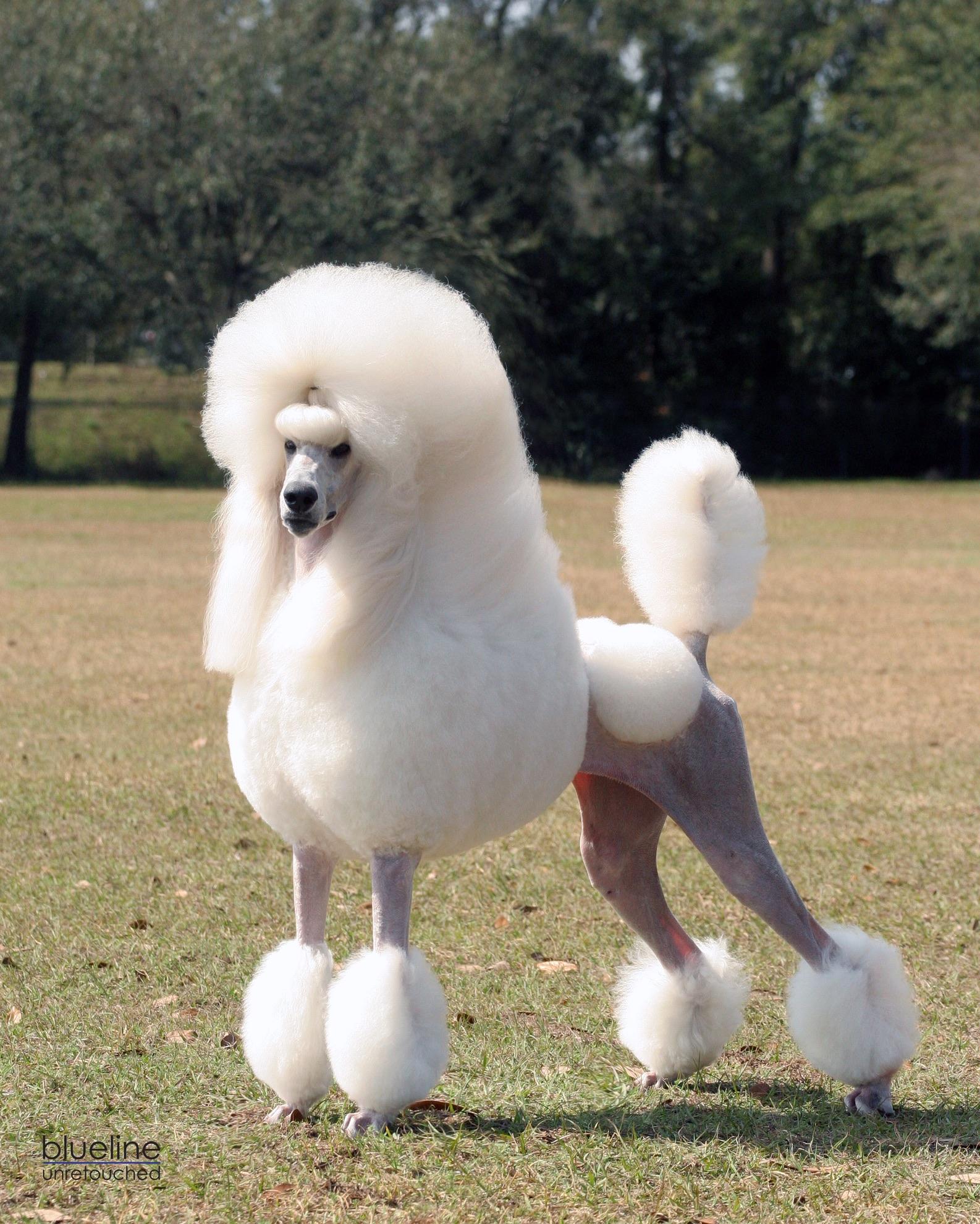 Pave' Poodles in Virginia | Poodle puppies | Good Dog