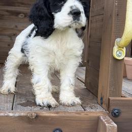 Whiskey - Black and white male Cocker Spaniel puppy in Mico, Texas from Stonegate Cocker Spaniels