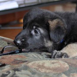 German Shepherd Puppies from Bmeerhuis German Shepherds