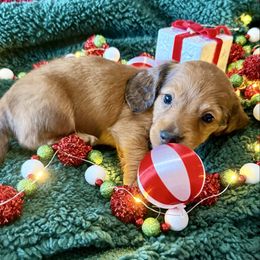 Barklee - Red male Dachshund puppy in Homedale, Idaho from Jeff & Joette