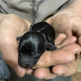 Golden Retriever and Poodle Puppies from Meagan Nielson’s Precious Pups