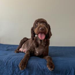 Missy - Labradoodle