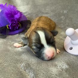 Sofia - Black sabled fawn female Chihuahua puppy in Seneca, Missouri from Stephanie’s Puppy Colony