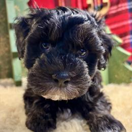 Havapoo puppies from Petite Joie Puppies