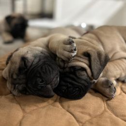 Bullmastiff Puppies from Ironward Bullmastiffs