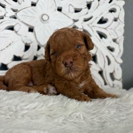 Merriweather - Red  female Goldendoodle puppy in Brooksville, Florida from Abby’s Standard Goldendoodles