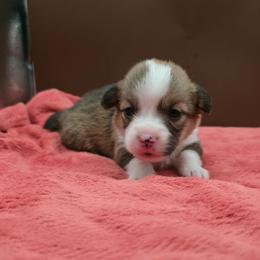 Ranger - Red male Pembroke Welsh Corgi puppy in Charleroi, Pennsylvania from Twilight Hollow Corgis