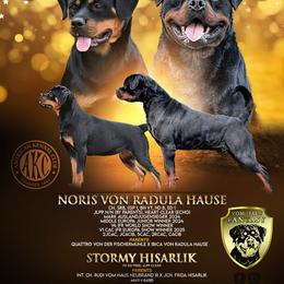 Rottweiler puppies from Fantasy Kennel